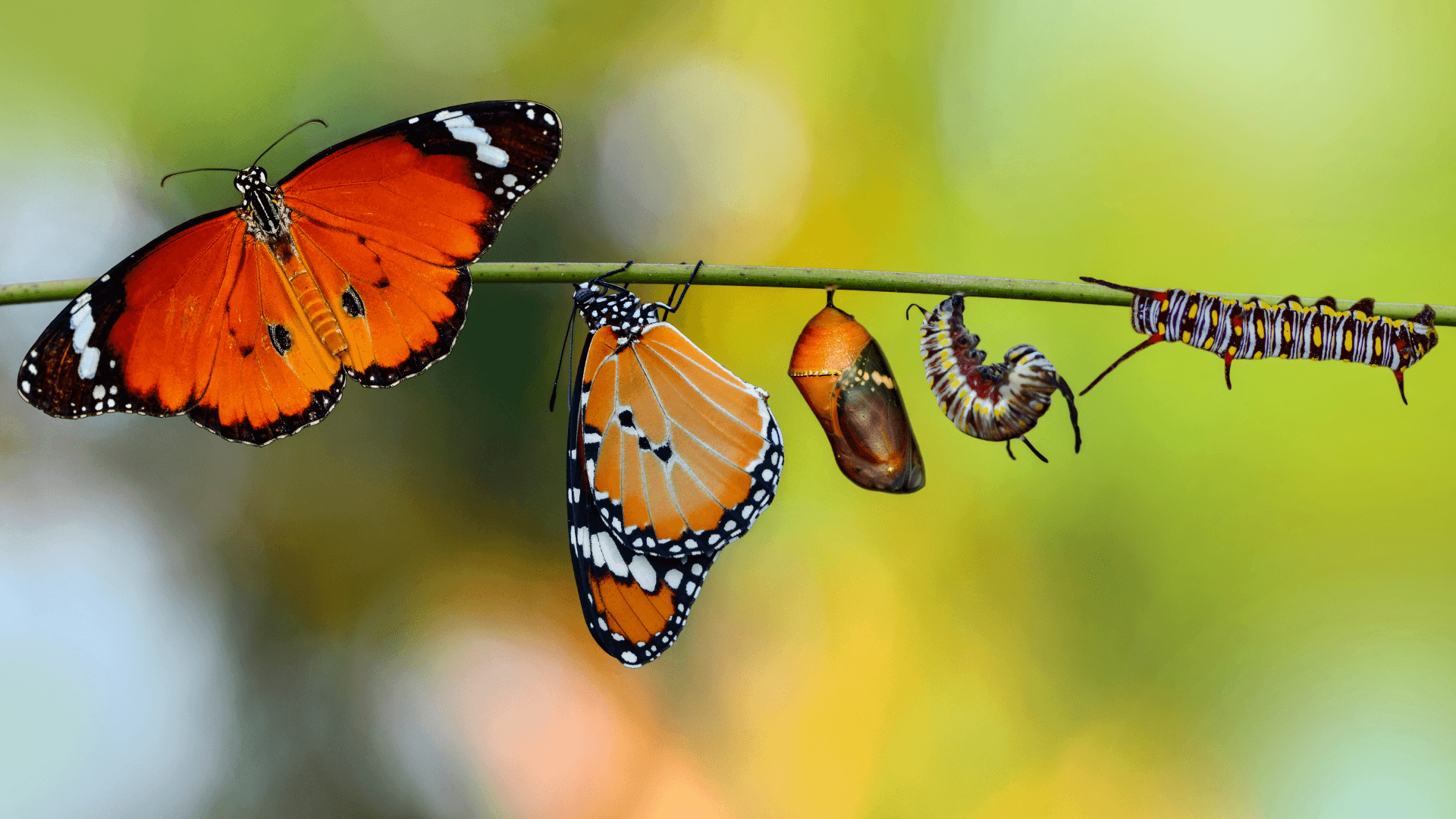 Calming image of the phases of a caterpillar to a butterfly, signifying the evolution of your mind, body and soul.